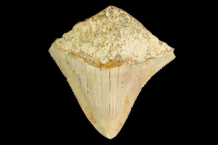 Serrated, Juvenile Megalodon Tooth - Indonesia #149889